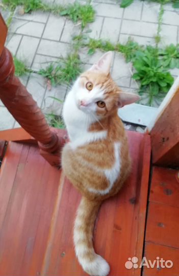 Рыжий котик