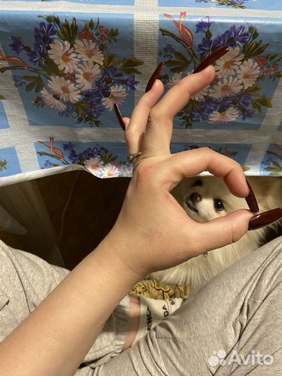 Померанский шпиц