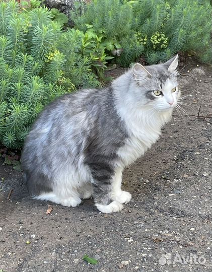 Кошка в добрые руки