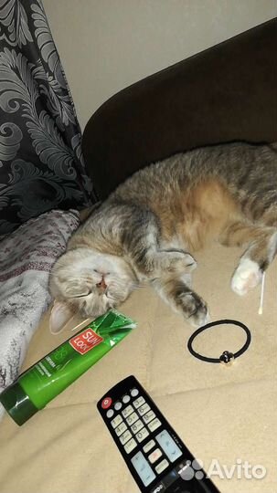 Отдам кошечку в хорошие руки