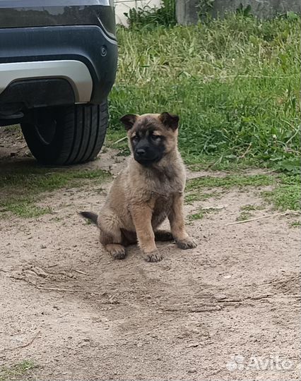 Щенки метиса