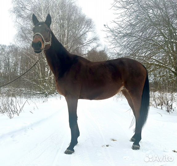 Тракененская кобыла в спорт, разведение