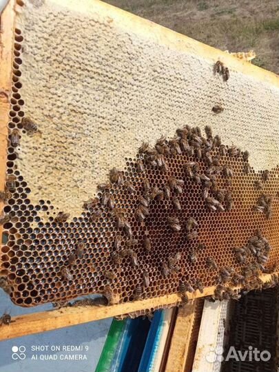 Мед в сотах, липовый, гречишный, цветочный