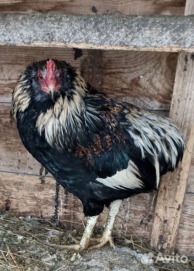 Петухи араукана, возраст 7 месяцев