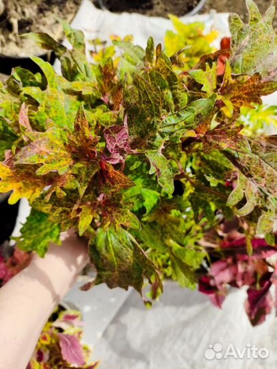 Колеусы вегетативные