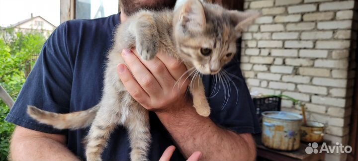 Отдам котят в хорошие руки