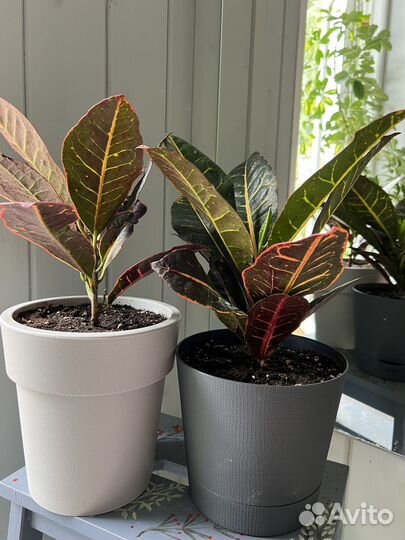 Кодиеум Кротон. Комнатные растения