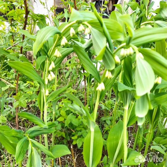 Садовые многолетники