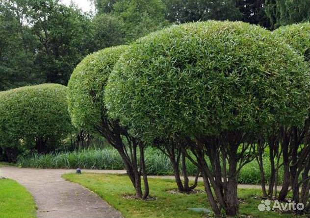 Ивы Хакуро Нишике, ива Нана, ива Высокая шар