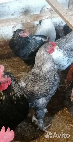 Петушки мараны, амерауканы