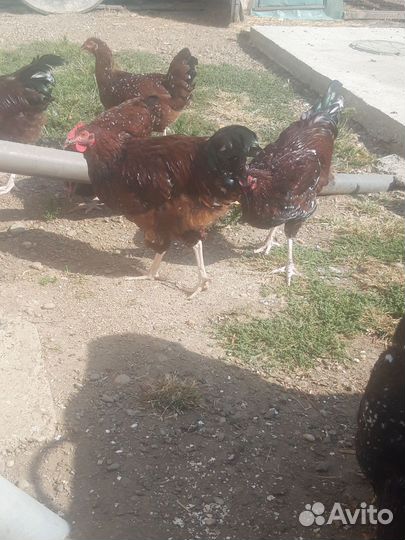 Молодые петухи