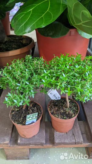 Миртовое дерево 35см