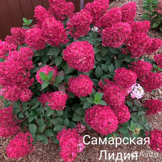 Гортензия метельчатая