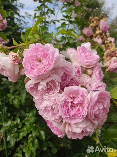 Роза плетистая Жасмина