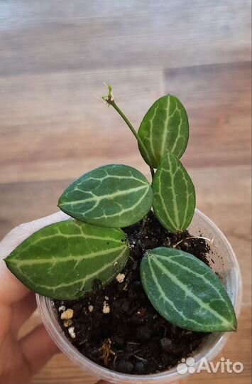 Хойи и дисхидии