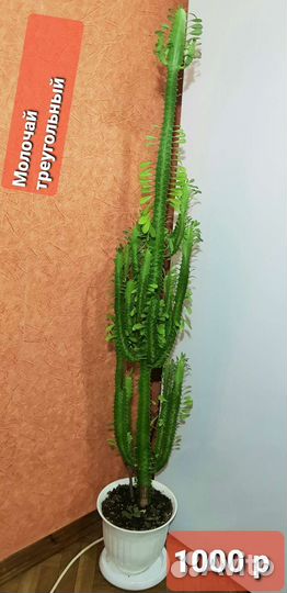 Кактусы,денежное дерево,традисканция