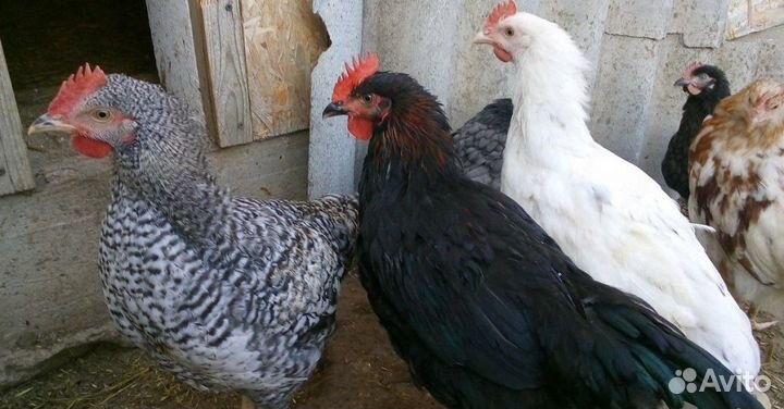 Куры молодки Несушки
