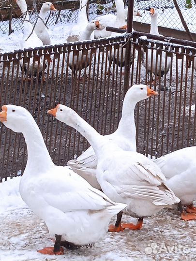 Гуси живым весом