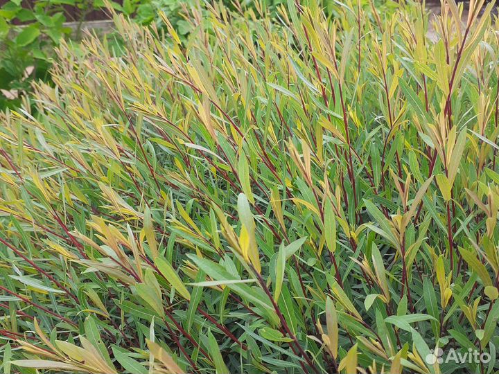 Ива пурпурная Нана