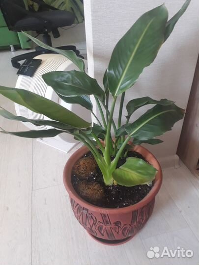 Уход, передержка комнатных растений