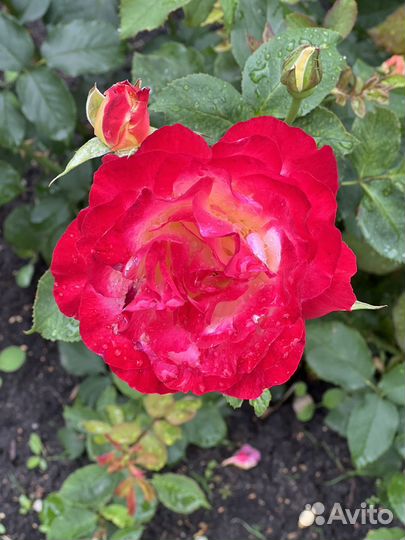 Роза, лилии, гортензии, пионы