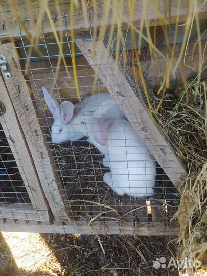 Кролики смесь белый великан и советская шиншилла