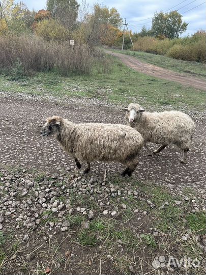 Овечки беременные
