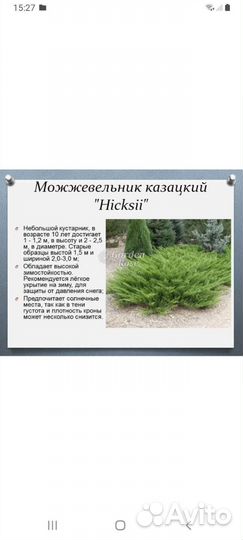 Можжевельник горизонтальный