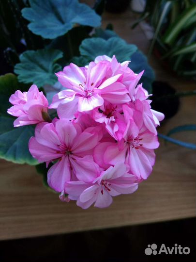 Пеларгония / герань