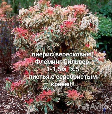 Верески и Вересковые