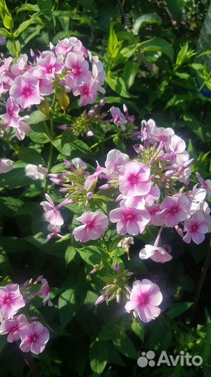 Флоксы многолетние