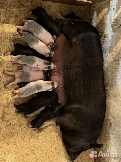 Вьетнамские вислобрюхие поросята