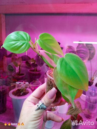 Филодендрон, сциндапсус, монстера, хомаломена