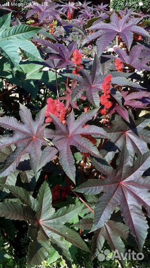 Клещевина темно-красная однолетняя семена