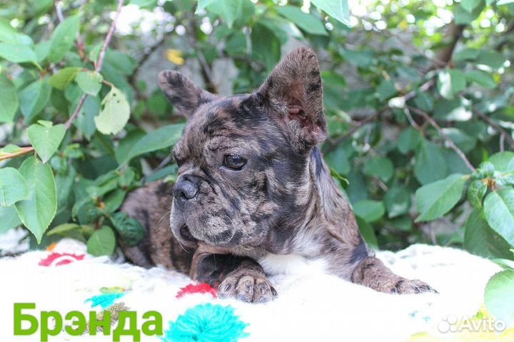 Французский бульдог щенки