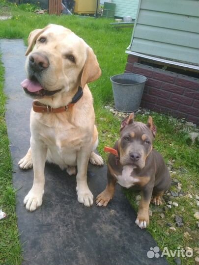 Дрессировка собак, зоопсихолог, кинолог