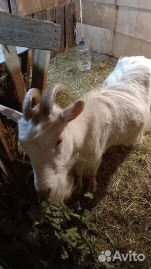 Козы и козлята