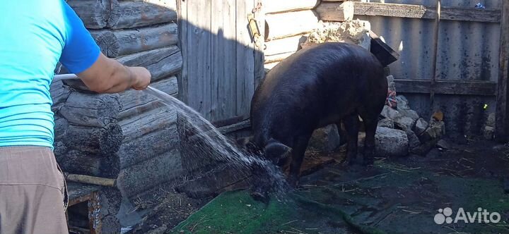 Свиноматка дюрок