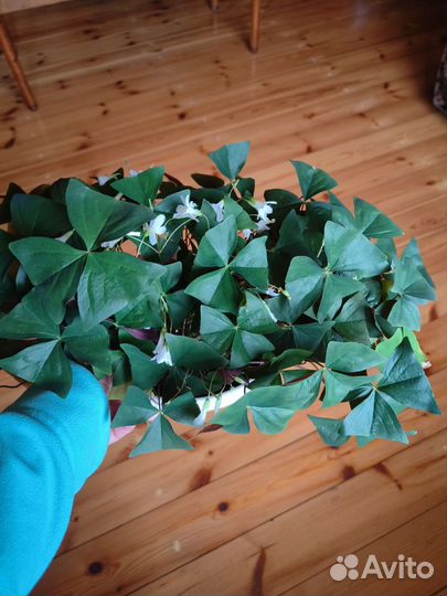 Кислица оксалис