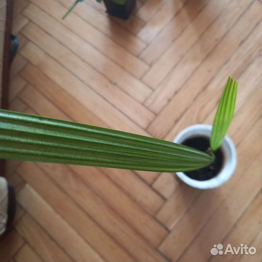 Комнатные цветы разные