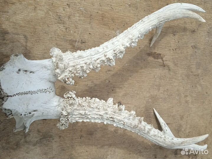 Рога Косули