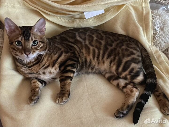 Бенгал вязка