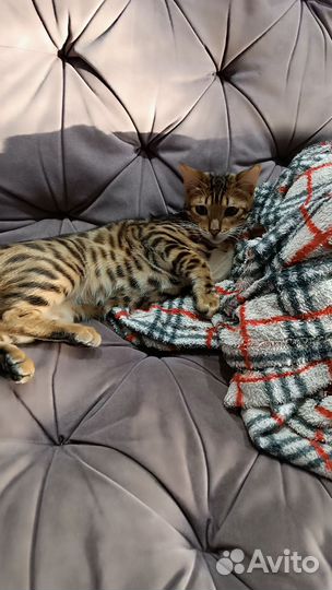 Бенгальский кот