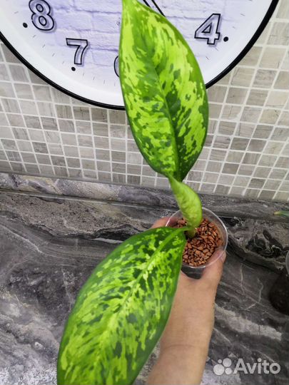 Диффенбахия