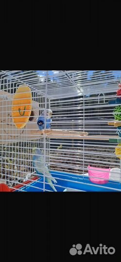 Волнистые попугайчики