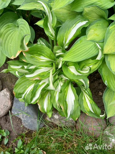 Лилия,ирис,очиток,гвоздика,хоста