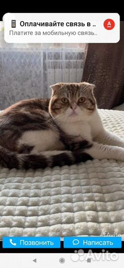 Шотландская вислоухая (мальчик.)