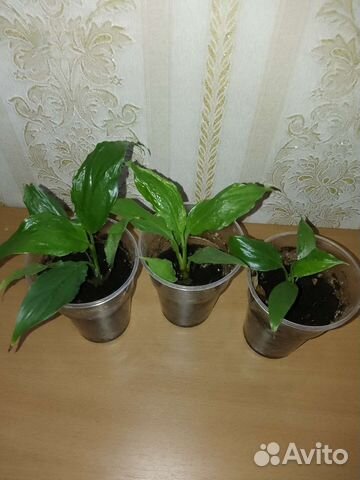 Комнатный цветок спатифиллум