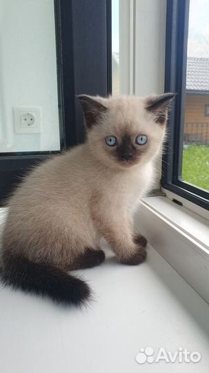 Шотландский вислоухий котенок