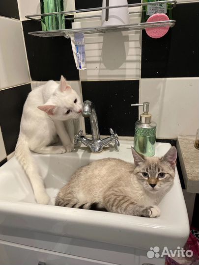 Котята бесплатно